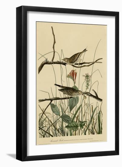 Savannah Finch-null-Framed Giclee Print