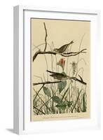 Savannah Finch-null-Framed Giclee Print