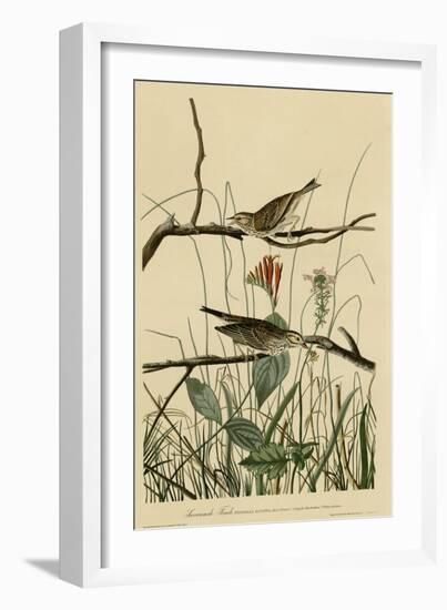 Savannah Finch-null-Framed Giclee Print