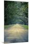 Savannah, Georgia: a Dirt Road Lined with a Canopy of Oak Trees at the Wormsloe Estate-Brad Beck-Mounted Photographic Print