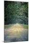 Savannah, Georgia: a Dirt Road Lined with a Canopy of Oak Trees at the Wormsloe Estate-Brad Beck-Mounted Photographic Print
