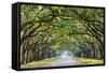 Savannah, Georgia, USA Oak Tree Lined Road at Historic Wormsloe Plantation.-SeanPavonePhoto-Framed Stretched Canvas