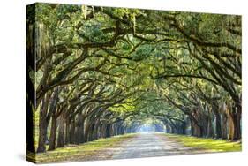 Savannah, Georgia, USA Oak Tree Lined Road at Historic Wormsloe Plantation.-SeanPavonePhoto-Stretched Canvas