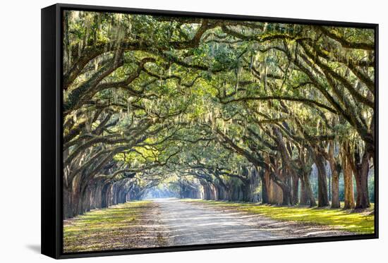 Savannah, Georgia, USA Oak Tree Lined Road at Historic Wormsloe Plantation.-SeanPavonePhoto-Framed Stretched Canvas