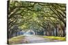 Savannah, Georgia, USA Oak Tree Lined Road at Historic Wormsloe Plantation.-SeanPavonePhoto-Stretched Canvas