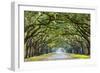 Savannah, Georgia, USA Oak Tree Lined Road at Historic Wormsloe Plantation.-SeanPavonePhoto-Framed Photographic Print