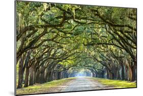 Savannah, Georgia, USA Oak Tree Lined Road at Historic Wormsloe Plantation.-SeanPavonePhoto-Mounted Photographic Print