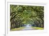 Savannah, Georgia, USA Oak Tree Lined Road at Historic Wormsloe Plantation.-SeanPavonePhoto-Framed Photographic Print