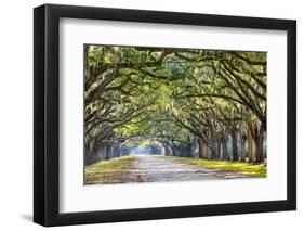 Savannah, Georgia, USA Oak Tree Lined Road at Historic Wormsloe Plantation.-SeanPavonePhoto-Framed Photographic Print