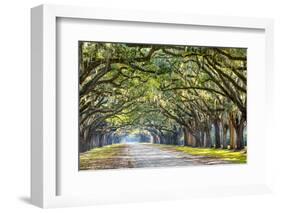 Savannah, Georgia, USA Oak Tree Lined Road at Historic Wormsloe Plantation.-SeanPavonePhoto-Framed Photographic Print