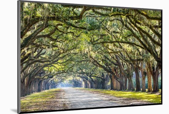 Savannah, Georgia, USA Oak Tree Lined Road at Historic Wormsloe Plantation.-SeanPavonePhoto-Mounted Photographic Print