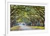 Savannah, Georgia, USA Oak Tree Lined Road at Historic Wormsloe Plantation.-SeanPavonePhoto-Framed Photographic Print