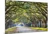 Savannah, Georgia, USA Oak Tree Lined Road at Historic Wormsloe Plantation.-SeanPavonePhoto-Mounted Photographic Print