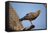 Savannah Hawk-Joe McDonald-Framed Stretched Canvas