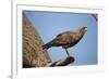 Savannah Hawk-Joe McDonald-Framed Photographic Print