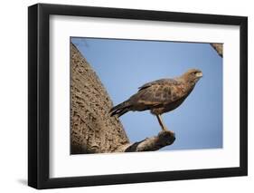 Savannah Hawk-Joe McDonald-Framed Photographic Print