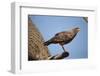 Savannah Hawk-Joe McDonald-Framed Photographic Print