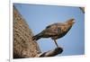 Savannah Hawk-Joe McDonald-Framed Photographic Print