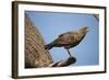 Savannah Hawk-Joe McDonald-Framed Photographic Print