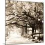 Savannah Sepia Sq I-Alan Hausenflock-Mounted Photographic Print