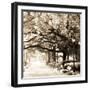 Savannah Sepia Sq I-Alan Hausenflock-Framed Photographic Print