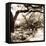 Savannah Sepia Sq II-Alan Hausenflock-Framed Stretched Canvas