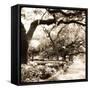 Savannah Sepia Sq II-Alan Hausenflock-Framed Stretched Canvas