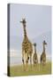 Savannah Strut-Susann Parker-Stretched Canvas