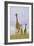 Savannah Strut-Susann Parker-Framed Photographic Print