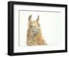 Save the Drama for your Llama-Patti Mann-Framed Art Print