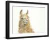 Save the Drama for your Llama-Patti Mann-Framed Art Print