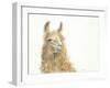 Save the Drama for your Llama-Patti Mann-Framed Art Print
