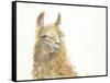 Save the Drama for your Llama-Patti Mann-Framed Stretched Canvas