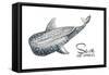 Save the Whales-Patricia Pinto-Framed Stretched Canvas