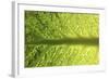 Savoy Cabbage Leaf (Detail)-Foodcollection-Framed Photographic Print