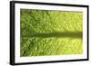 Savoy Cabbage Leaf (Detail)-Foodcollection-Framed Photographic Print