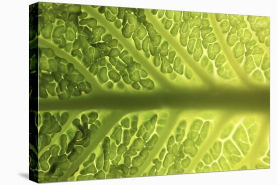 Savoy Cabbage Leaf (Detail)-Foodcollection-Stretched Canvas