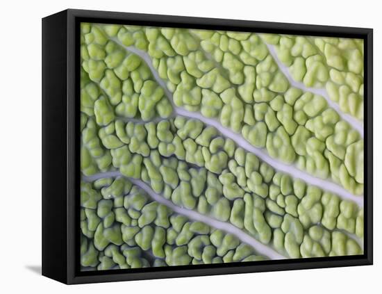 Savoy Cabbage Leaf-Rogge & Jankovic-Framed Stretched Canvas