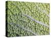 Savoy Cabbage Leaf-Rogge & Jankovic-Stretched Canvas