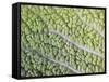 Savoy Cabbage Leaf-Rogge & Jankovic-Framed Stretched Canvas