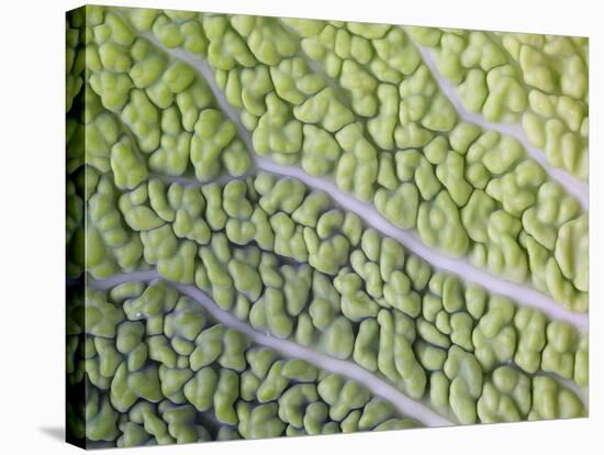 Savoy Cabbage Leaf-Rogge & Jankovic-Stretched Canvas