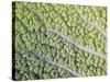 Savoy Cabbage Leaf-Rogge & Jankovic-Stretched Canvas