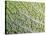 Savoy Cabbage Leaf-Rogge & Jankovic-Stretched Canvas