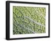 Savoy Cabbage Leaf-Rogge & Jankovic-Framed Photographic Print