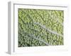 Savoy Cabbage Leaf-Rogge & Jankovic-Framed Photographic Print