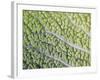 Savoy Cabbage Leaf-Rogge & Jankovic-Framed Photographic Print