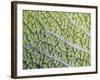 Savoy Cabbage Leaf-Rogge & Jankovic-Framed Photographic Print