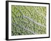 Savoy Cabbage Leaf-Rogge & Jankovic-Framed Photographic Print