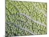 Savoy Cabbage Leaf-Rogge & Jankovic-Mounted Photographic Print