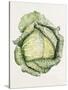 Savoy Cabbage-Alison Cooper-Stretched Canvas